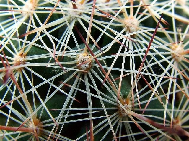 Mammillaria_ grahami_ 07